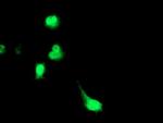 KIAA0495 Antibody in Immunocytochemistry (ICC/IF)