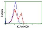 KIAA1609 Antibody in Flow Cytometry (Flow)