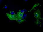 KIAA1609 Antibody in Immunocytochemistry (ICC/IF)