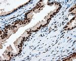 KIAA1609 Antibody in Immunohistochemistry (Paraffin) (IHC (P))