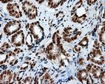 KIAA1609 Antibody in Immunohistochemistry (Paraffin) (IHC (P))