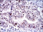 KID Antibody in Immunohistochemistry (Paraffin) (IHC (P))