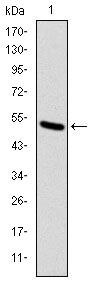 KID Antibody in Western Blot (WB)