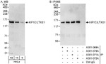 KIF1C/LTXS1 Antibody in Western Blot (WB)