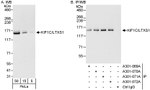 KIF1C/LTXS1 Antibody in Western Blot (WB)