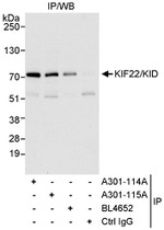 KIF22/KID Antibody in Immunoprecipitation (IP)