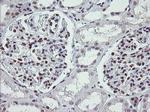 KIF25 Antibody in Immunohistochemistry (Paraffin) (IHC (P))