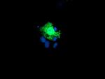 KIF2C Antibody in Immunocytochemistry (ICC/IF)