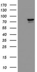 KIF2C Antibody in Western Blot (WB)