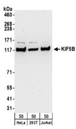 KIF5B Antibody in Western Blot (WB)