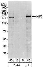 KIF7 Antibody in Western Blot (WB)