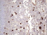 KIT Antibody in Immunohistochemistry (Paraffin) (IHC (P))