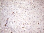 KIT Antibody in Immunohistochemistry (Paraffin) (IHC (P))