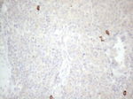 KIT Antibody in Immunohistochemistry (Paraffin) (IHC (P))