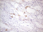 KIT Antibody in Immunohistochemistry (Paraffin) (IHC (P))