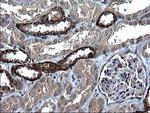 KITLG Antibody in Immunohistochemistry (Paraffin) (IHC (P))