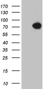 KLC2 Antibody in Western Blot (WB)