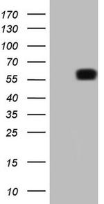 KLF2 Antibody in Western Blot (WB)