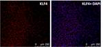 KLF4 Antibody in Immunocytochemistry (ICC/IF)