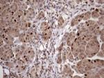 KLF9 Antibody in Immunohistochemistry (Paraffin) (IHC (P))