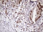 KLF9 Antibody in Immunohistochemistry (Paraffin) (IHC (P))