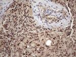 KLF9 Antibody in Immunohistochemistry (Paraffin) (IHC (P))