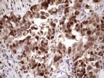 KLF9 Antibody in Immunohistochemistry (Paraffin) (IHC (P))