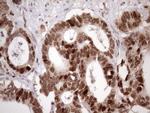 KLF9 Antibody in Immunohistochemistry (Paraffin) (IHC (P))