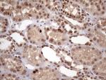 KLF9 Antibody in Immunohistochemistry (Paraffin) (IHC (P))