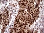 KLF9 Antibody in Immunohistochemistry (Paraffin) (IHC (P))