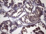 KLF9 Antibody in Immunohistochemistry (Paraffin) (IHC (P))