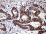 KLF9 Antibody in Immunohistochemistry (Paraffin) (IHC (P))