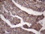 KLF9 Antibody in Immunohistochemistry (Paraffin) (IHC (P))