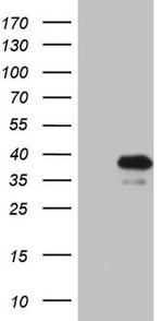 KLF9 Antibody in Western Blot (WB)