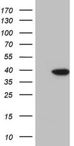 KLF9 Antibody in Western Blot (WB)