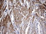 KLHL12 Antibody in Immunohistochemistry (Paraffin) (IHC (P))