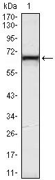 KLHL12 Antibody in Western Blot (WB)