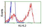 KLHL2 Antibody in Flow Cytometry (Flow)