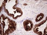 KLK3 Antibody in Immunohistochemistry (Paraffin) (IHC (P))