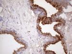 KLK3 Antibody in Immunohistochemistry (Paraffin) (IHC (P))