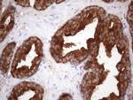 KLK3 Antibody in Immunohistochemistry (Paraffin) (IHC (P))