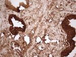 KLK3 Antibody in Immunohistochemistry (Paraffin) (IHC (P))