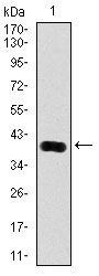 PSA Antibody in Western Blot (WB)