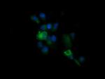 KLK8 Antibody in Immunocytochemistry (ICC/IF)