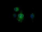 KLK8 Antibody in Immunocytochemistry (ICC/IF)