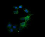 KLK8 Antibody in Immunocytochemistry (ICC/IF)