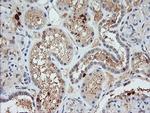 KLK8 Antibody in Immunohistochemistry (Paraffin) (IHC (P))