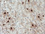 KLK8 Antibody in Immunohistochemistry (Paraffin) (IHC (P))