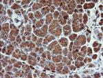 KLK8 Antibody in Immunohistochemistry (Paraffin) (IHC (P))