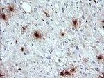 KLK8 Antibody in Immunohistochemistry (Paraffin) (IHC (P))